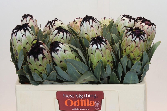 <h4>PROTEA MAG NIOBE</h4>