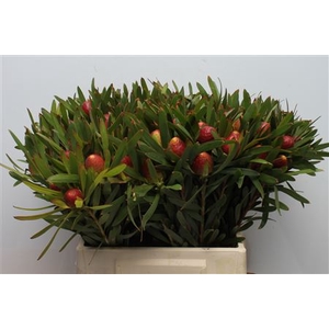 Leucad Cherry Pearl Single