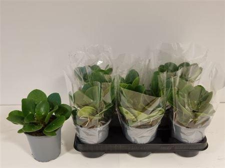 <h4>Pilea Peperomioides</h4>