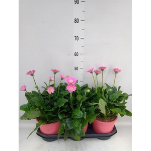 Gerbera  'Garvinea Sweet Sixteen'