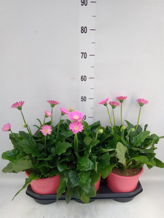 <h4>Gerbera  'Garvinea Sweet Sixteen'</h4>