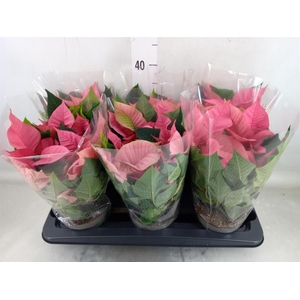 Euphorbia pulc. 'Premium Pink'