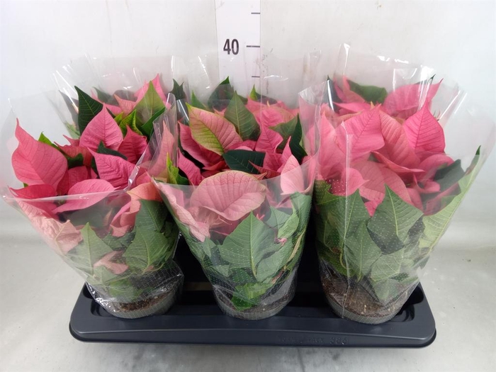 <h4>Euphorbia pulc. 'Premium Pink'</h4>
