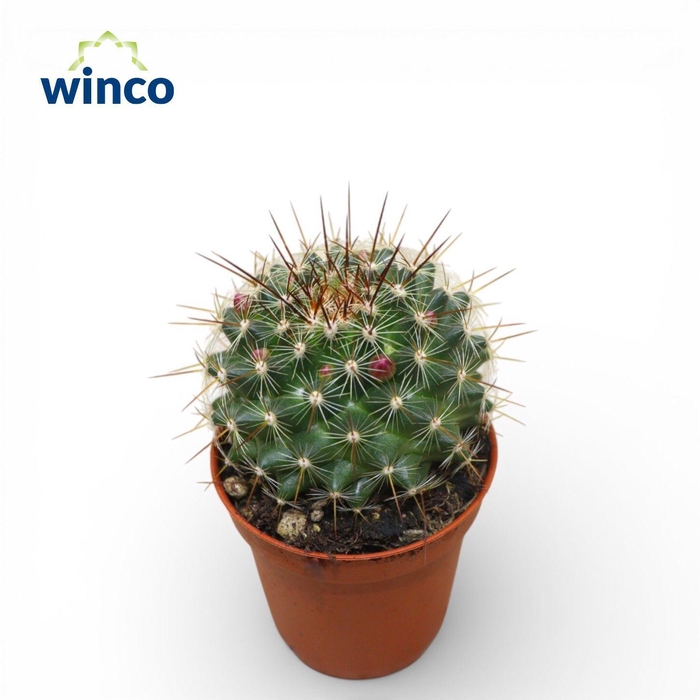 <h4>Mammillaria Ginsa Maru</h4>
