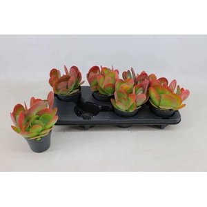 KALANCHOE THYRSIFL