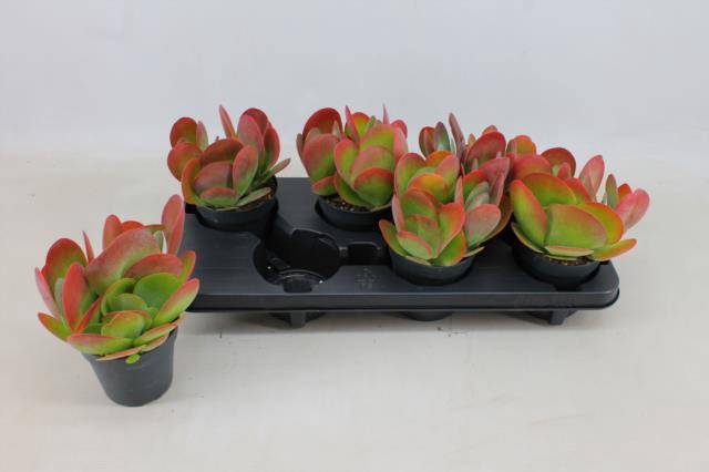 <h4>KALANCHOE THYRSIFLA P12</h4>