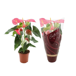 Anthurium Maine in Couture Diamond sleeve