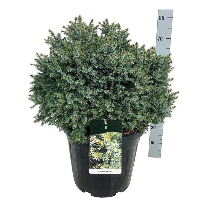 <h4>Picea omorika 'Nana'</h4>