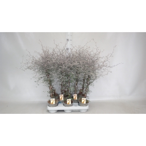 Corokia cotoneaster