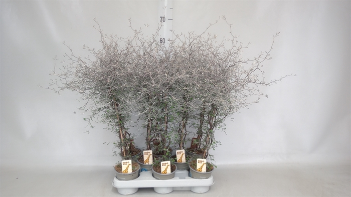 <h4>Corokia cotoneaster</h4>