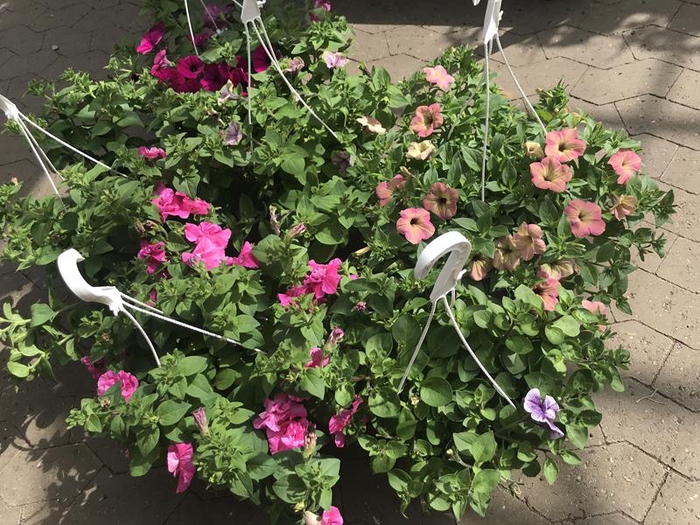 <h4>PETUNIA-HYBRID p25</h4>