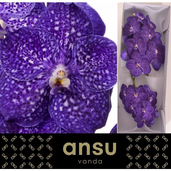 Vanda Nitaya Tweed Blue X16