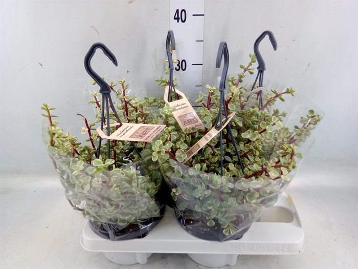 <h4>Portulacaria afra 'Variegata'</h4>