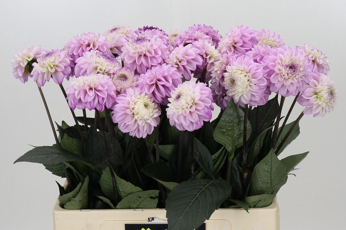 Dahlia Genova