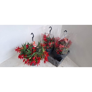 BEGO WF DR BEAU RED