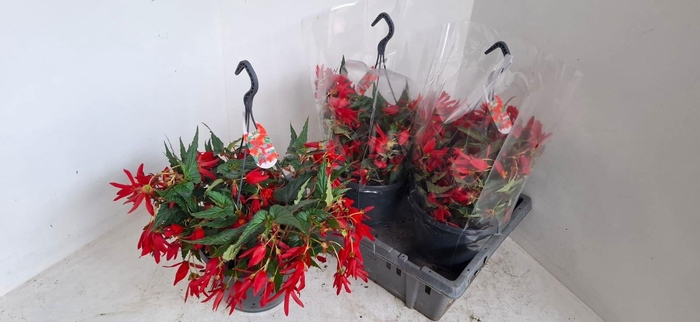 <h4>BEGO WF DR BEAU RED</h4>