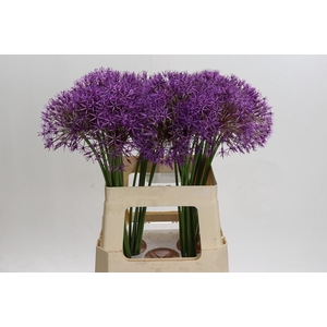 Allium Purple Rain
