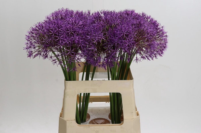<h4>Allium Purple Rain</h4>