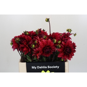 Dahlia Amarone