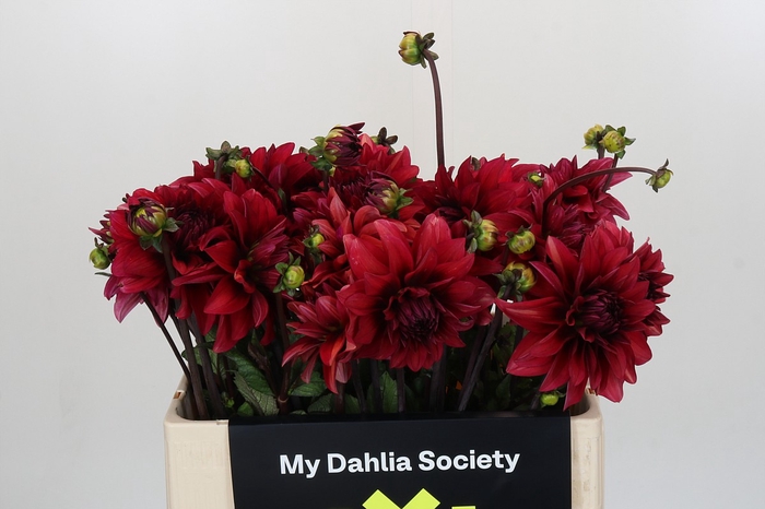 <h4>Dahlia Amarone</h4>