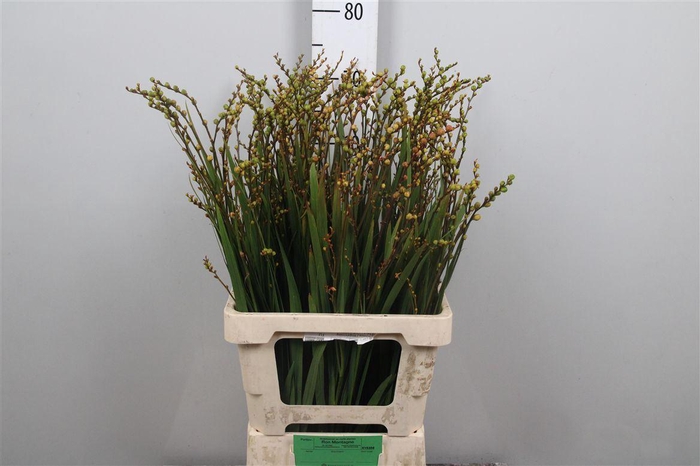 <h4>Crocosmia Bes Ov</h4>