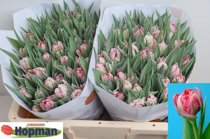 <h4>TU DU FLASH POINT</h4>