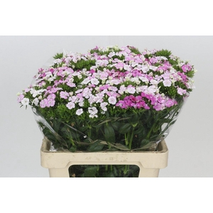 Dianthus Br Amazon Rose Magic