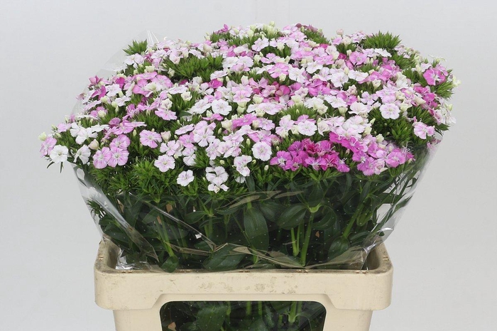 <h4>Dianthus Br Amazon Rose Magic</h4>