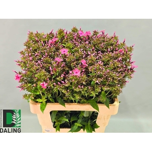 PHLOX P WINDSOR