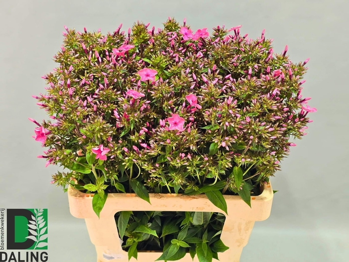 <h4>PHLOX P WINDSOR</h4>
