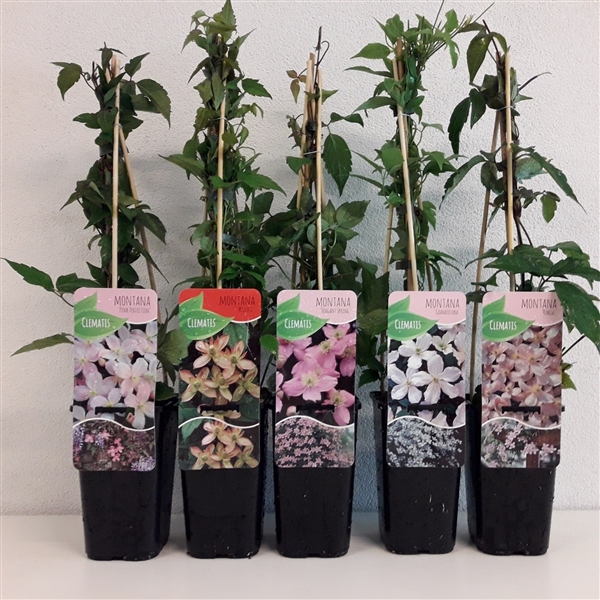 <h4>Clematis montana mix</h4>