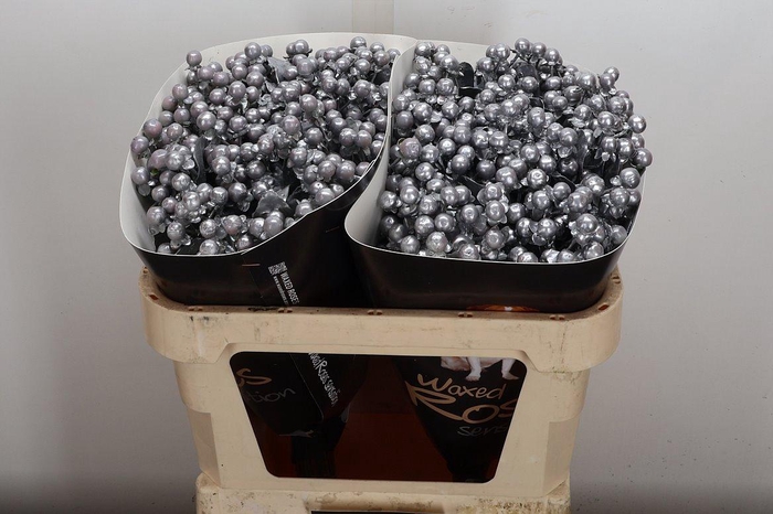 <h4>Hypericum Wx Zilver</h4>