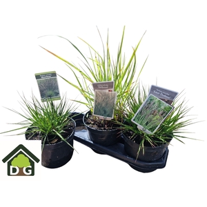 SIERG GEM 3 SRT FUST