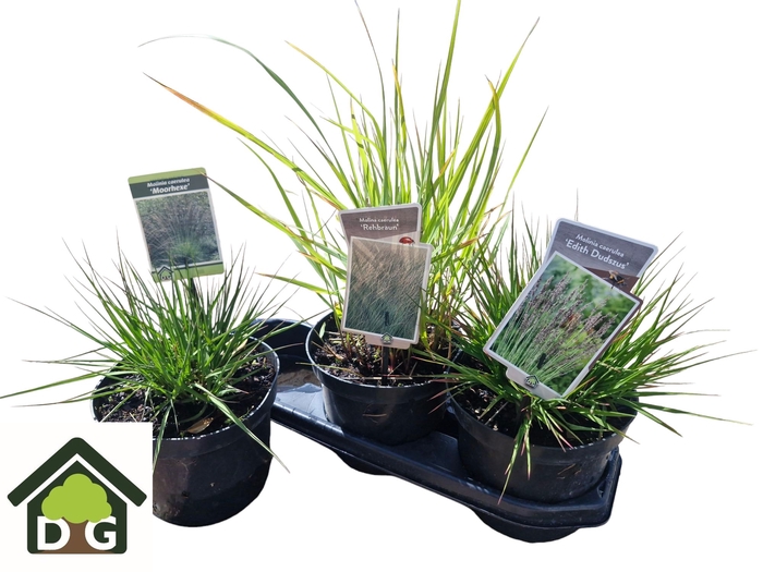 <h4>SIERG GEM 3 SRT FUST</h4>
