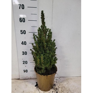 PICEA GL CONICA