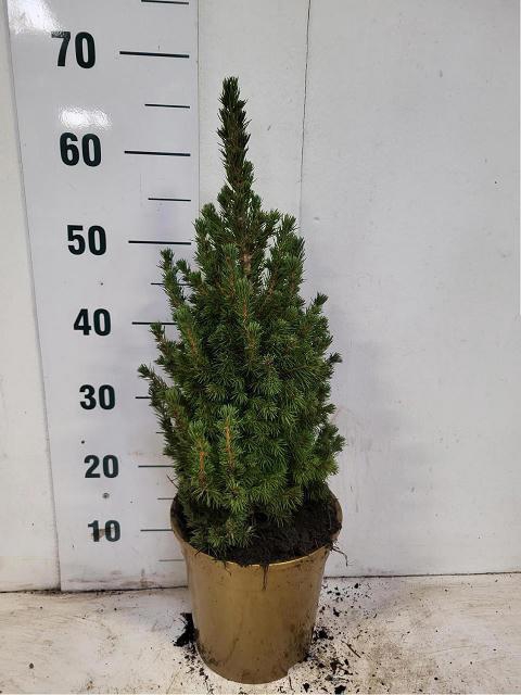 <h4>PICEA GL CONICA</h4>