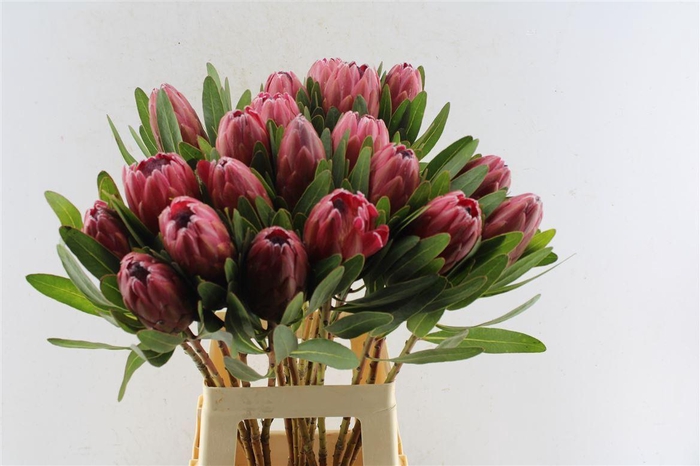 <h4>Protea Lancelot</h4>