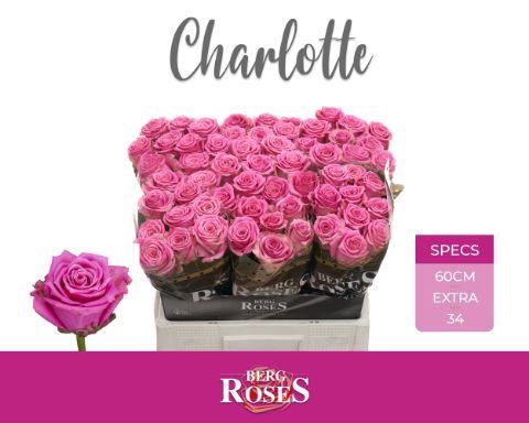 <h4>R GR CHARLOTTE 034</h4>