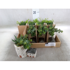 Arr.   Kamerplant Groen L%