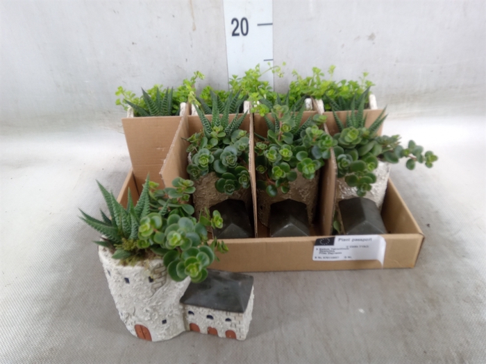 <h4>Arr.   Kamerplant Groen L%</h4>
