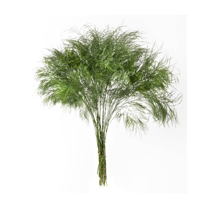 <h4>TREEFERN PORTUGAL</h4>