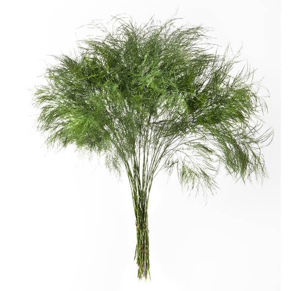 <h4>TREE FERN ( ORANGE BOX )</h4>