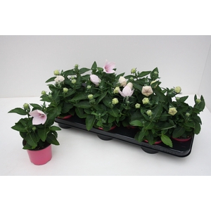 Platycodon Grandiflorus 'Astra Pink'