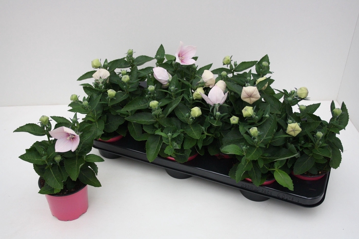 <h4>Platycodon Grandiflorus 'Astra Pink'</h4>