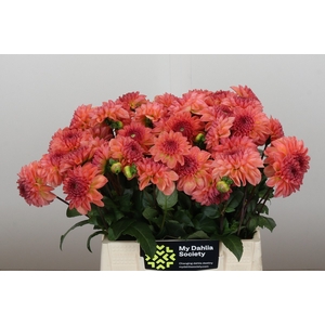 Dahlia Chanel