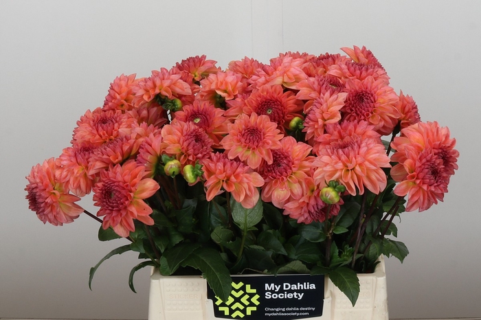 <h4>Dahlia Chanel</h4>