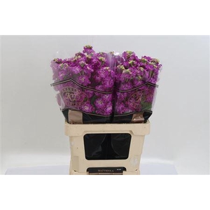 Matth Stox Deep Rose