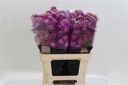 <h4>Matth Stox Deep Rose</h4>