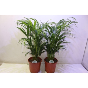 arr8 Dypsis Lutescens