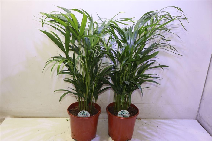 <h4>arr8 Dypsis Lutescens</h4>